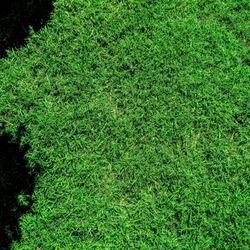 Ewing Outdoor Supply - My lawn after applying fertilizer.