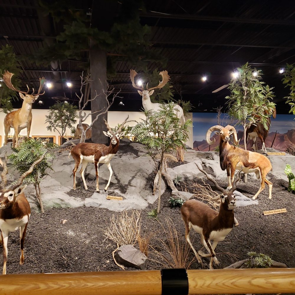Cabela's - Outdoor Gear Near Me - Buda, Texas