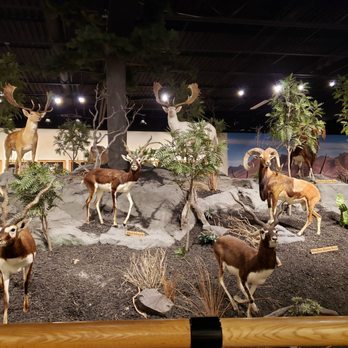 Cabela's - Outdoor Gear Near Me - Buda, Texas