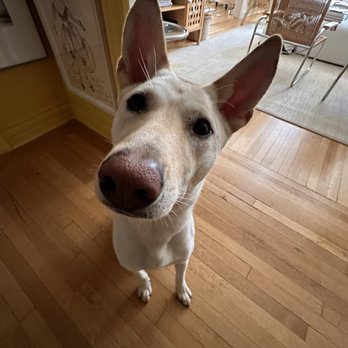 Brooklyn Paws - Chris is getting ready for his walk.... But what about the treats ? - Dog Walkers Near Me - Brooklyn, New York