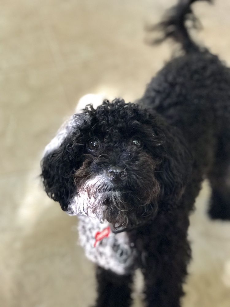 BLUE RIBBON PET SALON 137 Photos & 36 Reviews 1023 Kempsville Rd