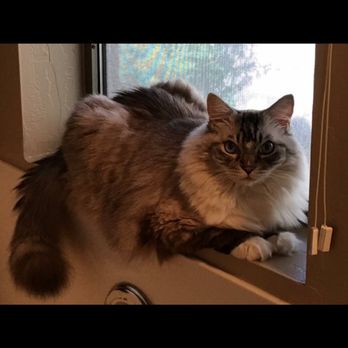 Ragmeister Ragdolls - In charge of the bathtub! - Pet Breeders Near Me Ragmeister Ragdolls - In charge of the bathtub! - Pet Breeders Near Me