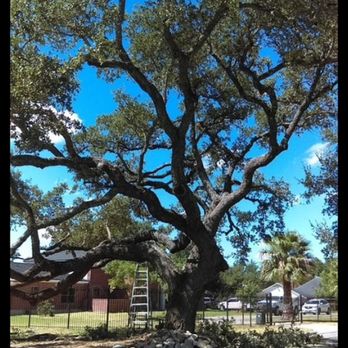 WeCare Tree Care - Tree Services Near Me - Schertz, Texas WeCare Tree Care - Tree Services Near Me - Schertz, Texas