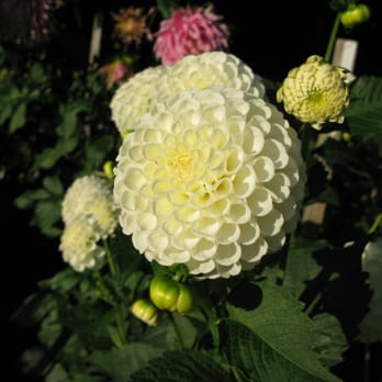 Volunteer Park - Parks Near Me - Seattle, Washington