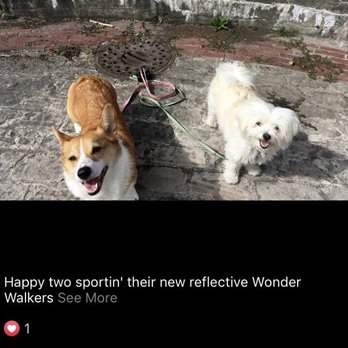 Haven's Hounds - Making friends :) - Dog Walkers Near Me - Queen Anne, Washington