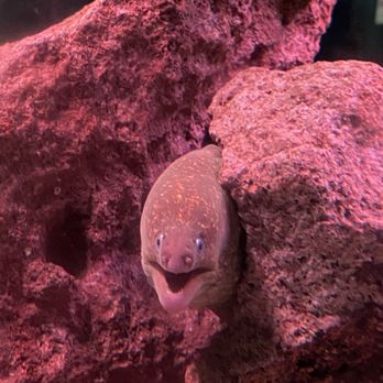 Cabrillo Marine Aquarium - EEL - Aquariums Near Me - San Pedro, California