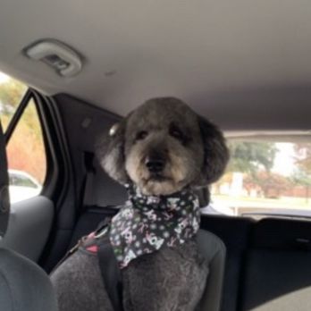 Plano Dog Grooming - Pet Groomers Near Me - Plano, Texas Plano Dog Grooming - Pet Groomers Near Me - Plano, Texas