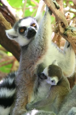 Bioparc Fuengirola by null