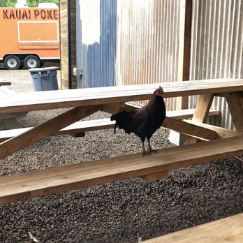Kickshaws - Chicken friend. If you feed them, make sure the food is COLD. No chocolate, avacado, or onions - Food Trucks Near Me - Hanapepe, Hawaii Kickshaws - Chicken friend. If you feed them, make sure the food is COLD. No chocolate, avacado, or onions - Food Trucks Near Me - Hanapepe, Hawaii