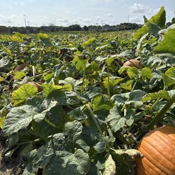 Stakey’s Pumpkin Farm - Vast fields.