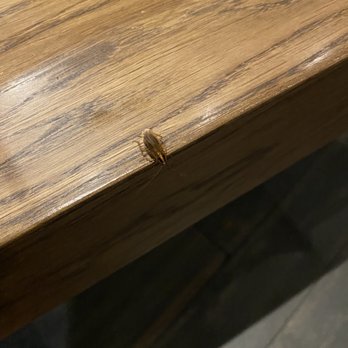 Olive Garden Italian Restaurant - Roach on edge of table - Italian Near Me - Orlando, Florida