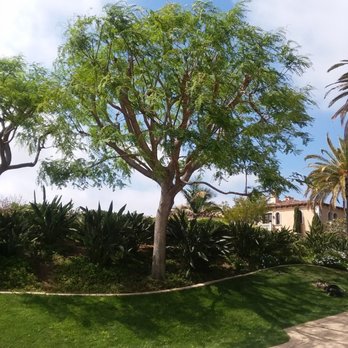 Boller Tree Services - Tipuana tree laced out - Tree Services Near Me Boller Tree Services - Tipuana tree laced out - Tree Services Near Me