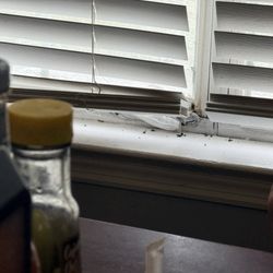 Michelle's Restaurant of Georgetown - Dead flies litter the window sills