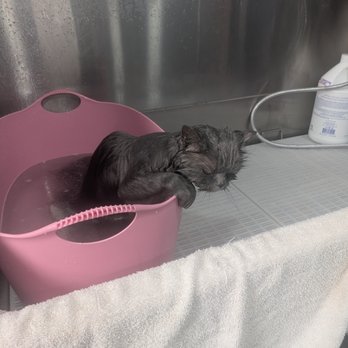 Posh Paws by Devon - Anne comes for regular baths to keep her coat lustrous and tangle-free - Pet Groomers Near Me - Jackson, Michigan Posh Paws by Devon - Anne comes for regular baths to keep her coat lustrous and tangle-free - Pet Groomers Near Me - Jackson, Michigan