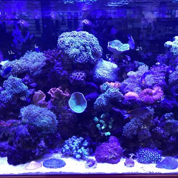 The Barrier Reef - Local Fish Stores Near Me - Boca Raton, Florida The Barrier Reef - Local Fish Stores Near Me - Boca Raton, Florida