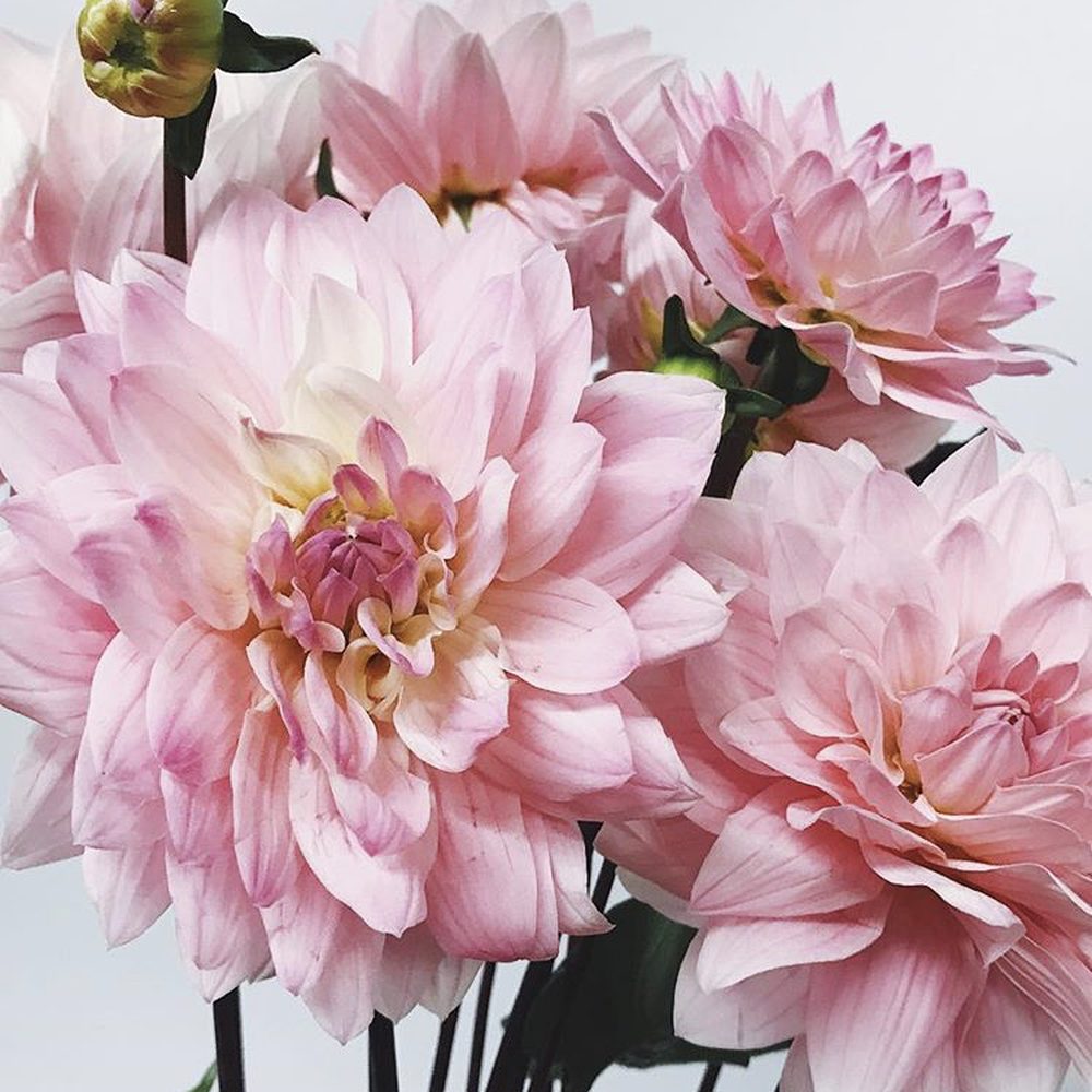 Flower Delivery Fort Worth Tx Best Flower Site