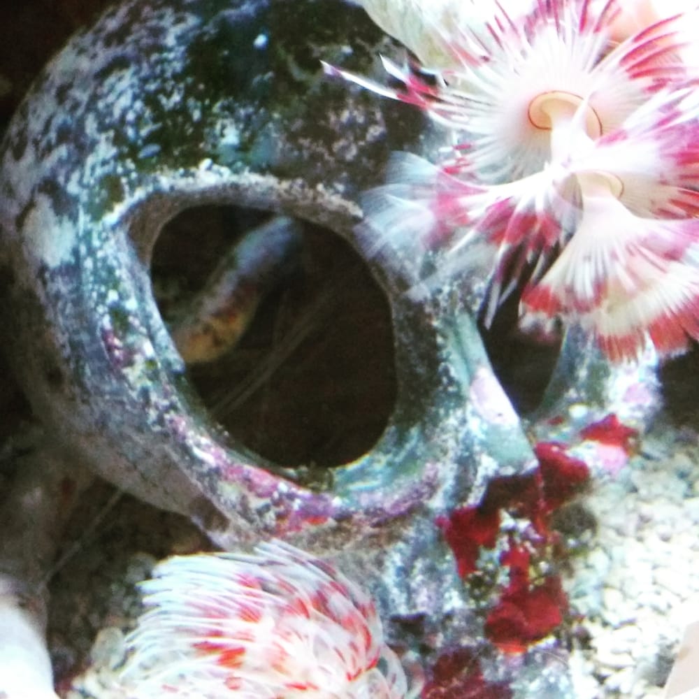 todd's tropical fish