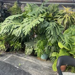 Ross Farm - Not for sale - gorgeous monstera