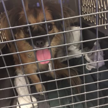 arrow dog and cat animal hospital