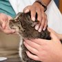 Photo of VetSelect Animal Hospital of Dearborn