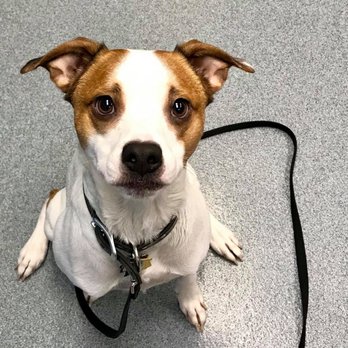 moore veterinary clinic