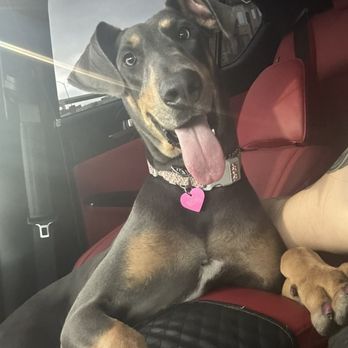 Triumph K9 Training - Roxy - Pet Training Near Me