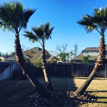 Arbor Excellence - We love making our clients palms beautiful! - Tree Services Near Me