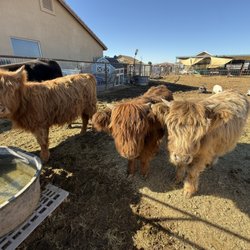 Udderlycaptured - Here are our 3 highland girls!!!
