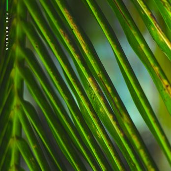 The Lime Agency - It's our attention to detail that transforms an average brand into a stunning one - Marketing Near Me The Lime Agency - It's our attention to detail that transforms an average brand into a stunning one - Marketing Near Me