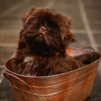 Taj Mapaw - Awwww! - Pet Groomers Near Me - Roanoke, Virginia Taj Mapaw - Awwww! - Pet Groomers Near Me - Roanoke, Virginia