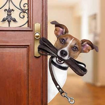 Pedigree Pet Services - We Walk, We Stay, We Transport.. We are here for your Pet's every need! - Dog Walkers Near Me Pedigree Pet Services - We Walk, We Stay, We Transport.. We are here for your Pet's every need! - Dog Walkers Near Me
