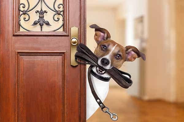 Pedigree Pet Services - pet boarding facility in Boston, MA