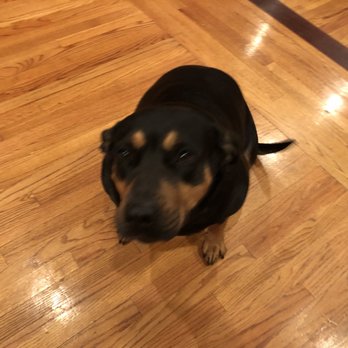 Whole Hearted Mobile Pet Care - Bear - Pet Sitting Near Me Whole Hearted Mobile Pet Care - Bear - Pet Sitting Near Me