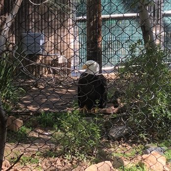 Orange County Zoo - Bald eagle - Zoos Near Me - Orange, California