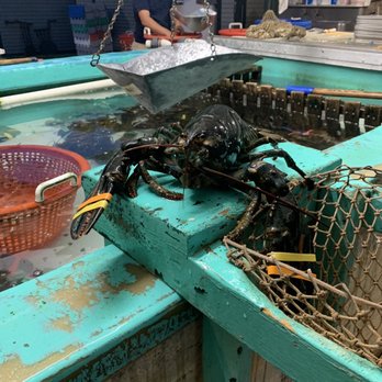 Ogunquit Lobster Pound - Biggest lobster! - Seafood Near Me - Ogunquit, Maine Ogunquit Lobster Pound - Biggest lobster! - Seafood Near Me - Ogunquit, Maine