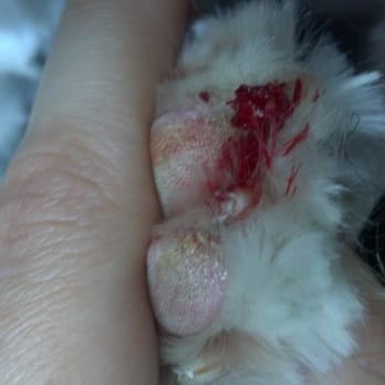 Petco - We left Petco grooming bloodied and scared. - Pet Stores Near Me - Los Angeles, California