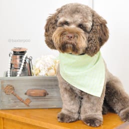 Baxter after his last full grooming. He looks great! Baxter after his last full grooming. He looks great!
