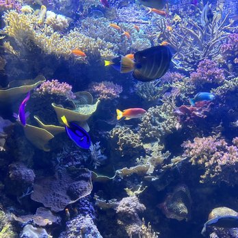 Shedd Aquarium - Tropical fish - Aquariums Near Me - Chicago, Illinois Shedd Aquarium - Tropical fish - Aquariums Near Me - Chicago, Illinois