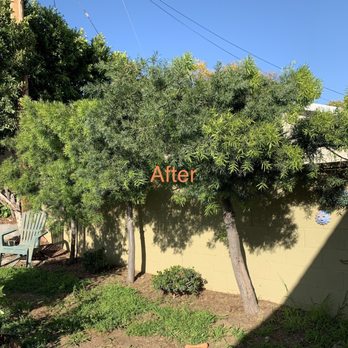 Inexpensive Tree Services - Podocarpus Trees - after - Tree Services Near Me - Los Angeles, California