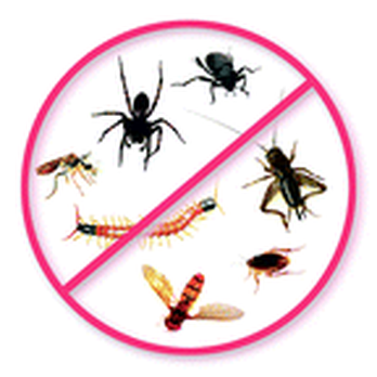 Gainesvlle Pest Control - Pest Control Near Me - Gainesville, Florida