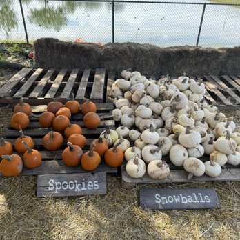 Hagerty Farms Pumpkin Patch - Pumpkin Patches Near Me - Oviedo, Florida Hagerty Farms Pumpkin Patch - Pumpkin Patches Near Me - Oviedo, Florida