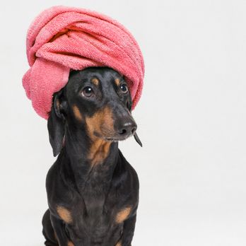 EarthWise Pet Katy - Pet Groomers Near Me - Katy, Texas EarthWise Pet Katy - Pet Groomers Near Me - Katy, Texas