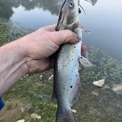 Latonia Bait & Tackle - Catfish