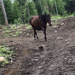 Adirondack Ranch