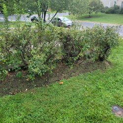 Messer Landscape - Complete Neglegence - Grass blown into mulch and just left there. This has been going on for years!! HOA keeps using these clowns!!