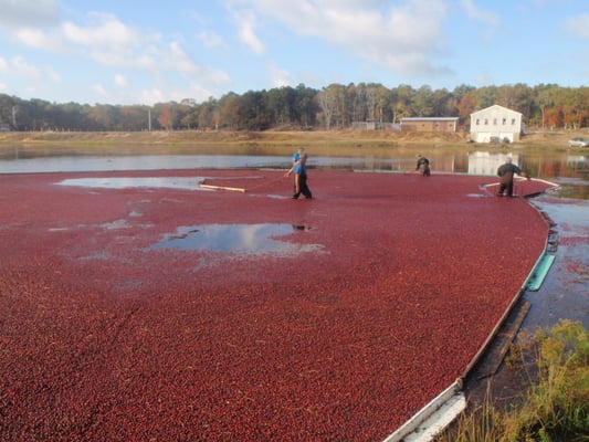 Cranberry Bog Tours by null