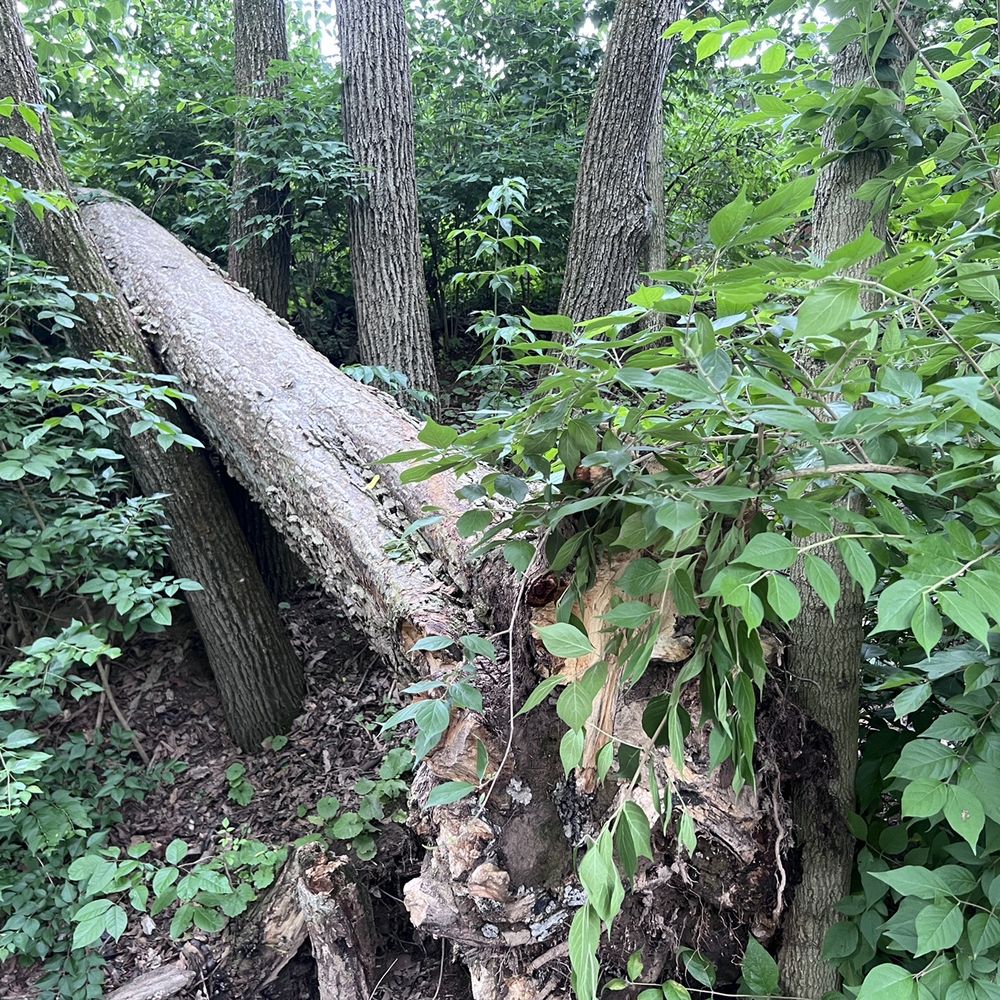 Indian Run Falls - Fallen tree - Parks Near Me - Dublin, Ohio Indian Run Falls - Fallen tree - Parks Near Me - Dublin, Ohio