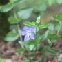 Photo of Uvas Canyon County Park