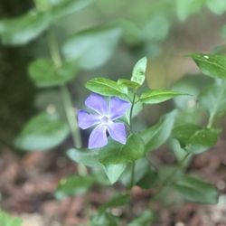 Uvas Canyon County Park - Greater Periwinkle