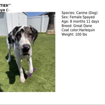 Coastal Animal Hospital - Mayas patient info. She's only 100 pounds! Lol! - Veterinarians Near Me - Encinitas, California
